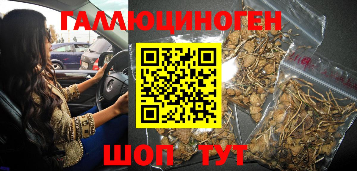 Псилоцибиновые грибы Psilocybe Воскресенск